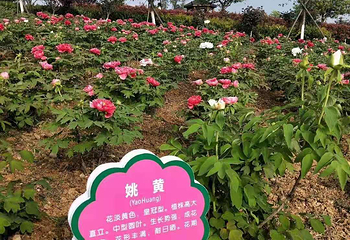 神农牡丹谷第 14 张图片