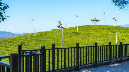 大木山茶园景区第 6 张图片