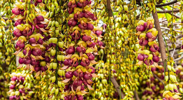 石壁湖禾雀花王国