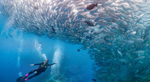 仙本那蓝海潜水