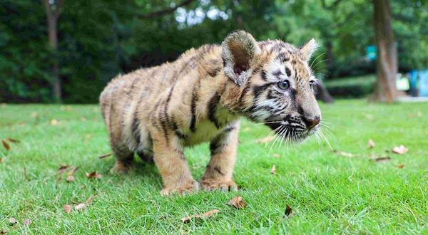 上海野生动物园-小动物园