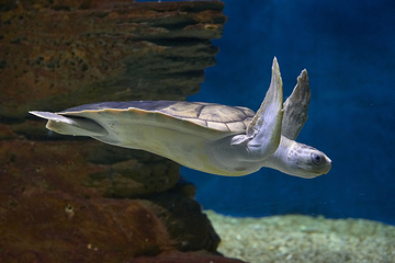 墨尔本水族馆第 33 张图片