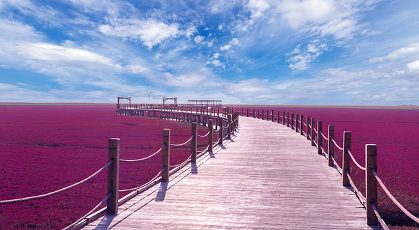 红海滩风景旅游区