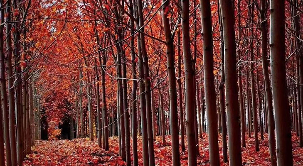 抚顺红枫林景区