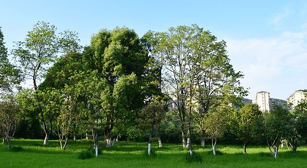 九龙湖湿地公园