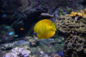热那亚水族馆第 6 张图片