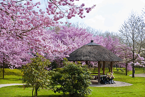 哈瑟尔特日本庭园