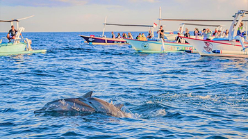 Dolphin Lovina Tour