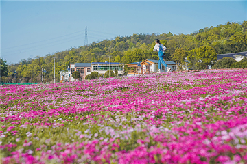 石燕湖芝樱花海第 6 张图片