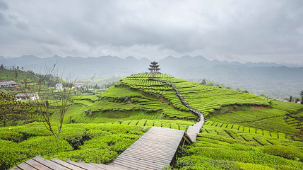 伍家台贡茶文化旅游区第 1 张图片