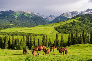 恰西草原风景旅游区