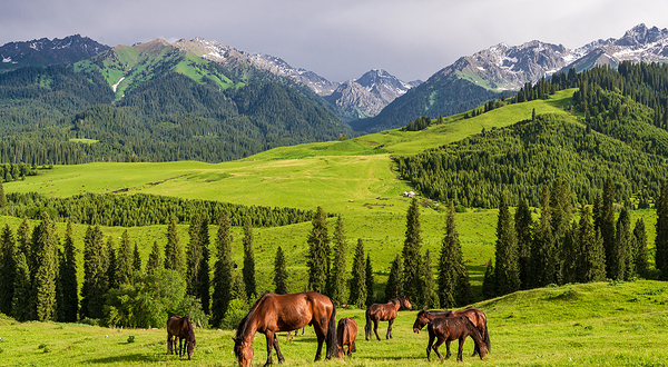 恰西草原风景旅游区