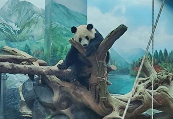 武汉动物园-熊猫馆第 1 张图片