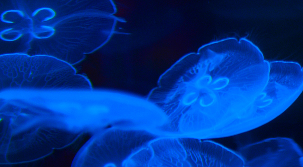 湄公河水底世界