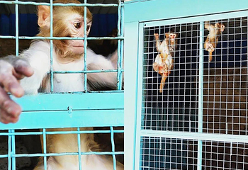 阆中熊猫乐园第 34 张图片