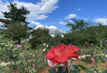 名花谷第 30 张图片
