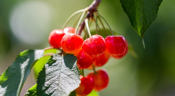 果香隆都采摘基地