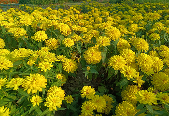 花都香草世界第 122 张图片