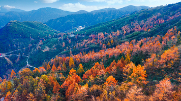 中国金钱松森林公园