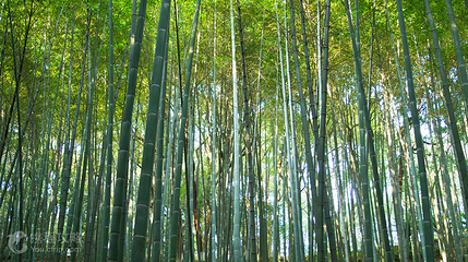 岳阳金鹗山公园第 3 张图片