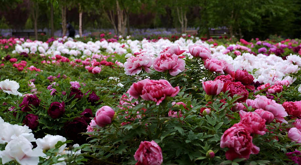 华家牡丹园