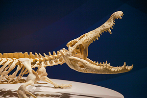 生命奥秘博物馆