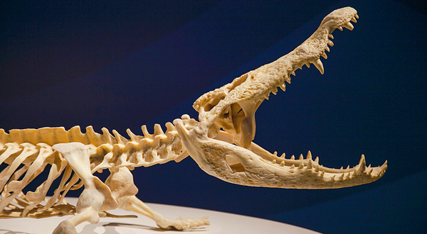 生命奥秘博物馆