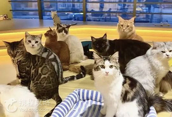 漫咔萌猫咪博物馆(银泰城店)第 3 张图片