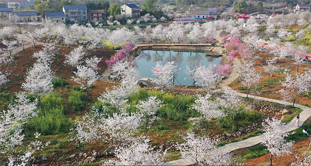 岳阳樱花园第 57 张图片