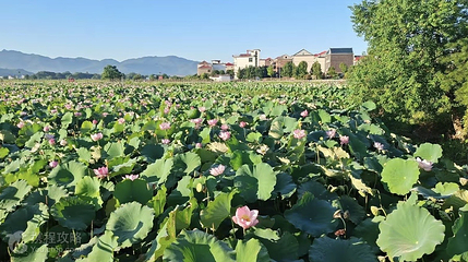 莲花村第 3 张图片