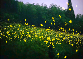 美岕萤火虫生态夜公园