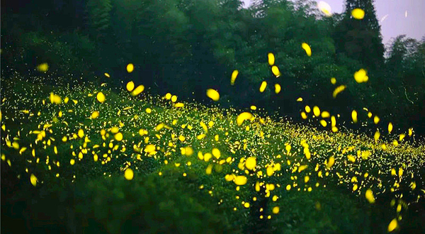 美岕萤火虫生态夜公园