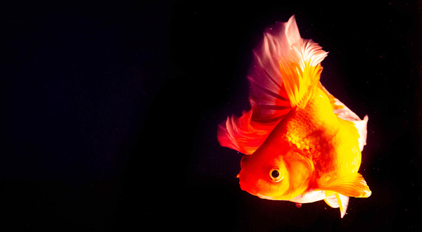 国潮金鱼博物馆