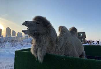 哈尔滨外滩雪人码头第 51 张图片