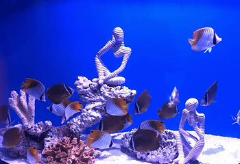 内江海昌海洋探索馆第 3 张图片