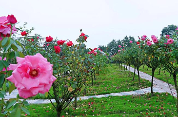 贡之源·花仙谷第 30 张图片