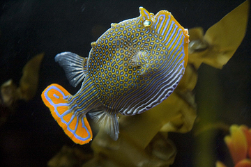 墨尔本水族馆第 28 张图片