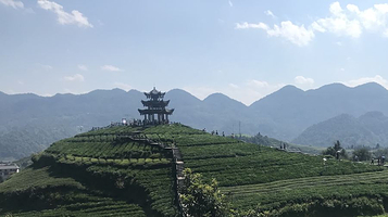 伍家台贡茶文化旅游区-观景台