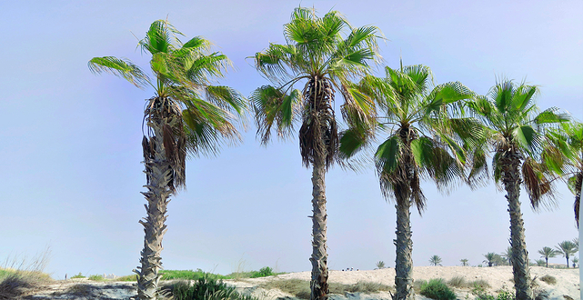 Saadiyat Public Beach