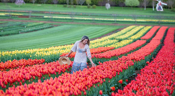 泰斯拉尔郁金香节
