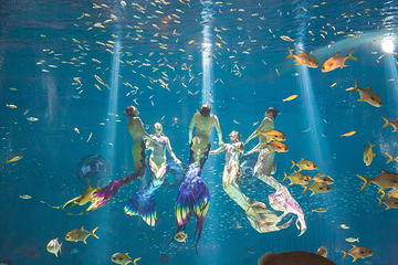 上海海昌海洋公园第 226 张图片