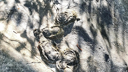 石头开花第 5 张图片