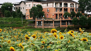 向日葵研学基地