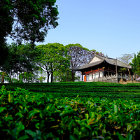 中华普洱茶博览苑