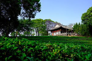 中华普洱茶博览苑