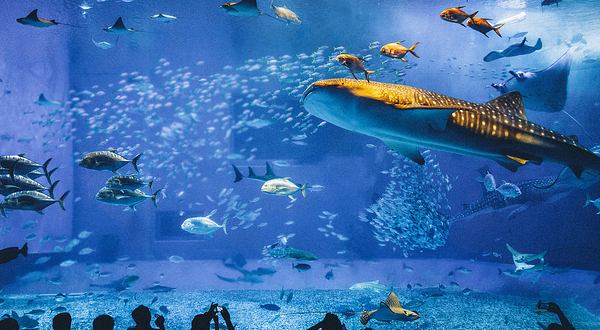 冲绳美丽海水族馆