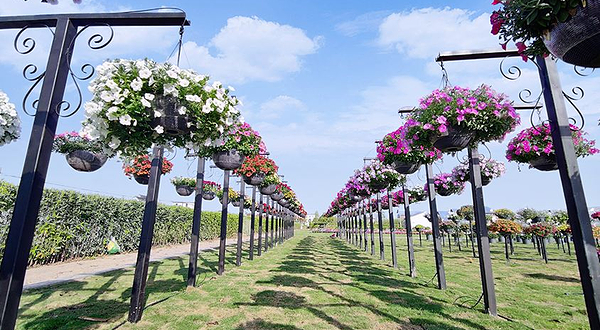 崇明智慧生态花卉园