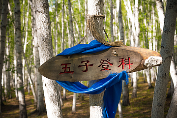 白桦林景区第 79 张图片