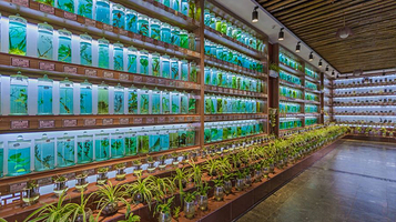 石林杏林大观园景区