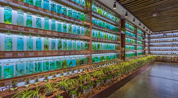 石林杏林大观园景区